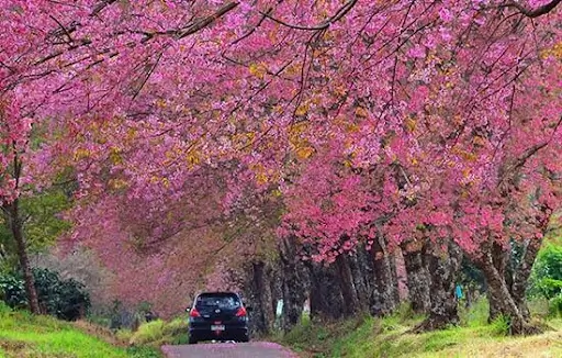 Du Lich Da Lat Thang 12 Amazing Limousine